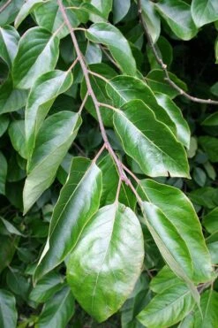 American Persimmon Tree - Diospyros Virginiana - 2 Gallon Pot -Garden Plant Seeds Persimmon American 3