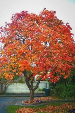 American Persimmon Tree - Diospyros Virginiana - 2 Gallon Pot -Garden Plant Seeds Persimmon American 6