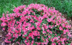 Chinzan Dwarf Azalea - 3 Gallon Pot 12 Chinzan Dwarf Azalea - 3 Gallon Pot -Garden Plant Seeds Picture Azalea Chinzan 2