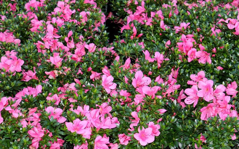 Chinzan Dwarf Azalea - 3 Gallon Pot 9 Chinzan Dwarf Azalea - 3 Gallon Pot - Image 7