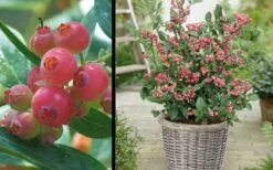Pink Lemonade Blueberry - 1 Gallon Pot 10 Pink Lemonade Blueberry - 1 Gallon Pot -Garden Plant Seeds Picture Blueberry Pink Lemonade 1 1