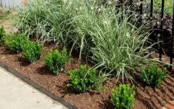 Baby Gem Boxwood - 2 Gallon Pot -Garden Plant Seeds Picture Boxwood Baby Gem Edger 1