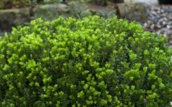 Baby Gem Boxwood - 3 Gallon Pot -Garden Plant Seeds Picture Boxwood Baby Gem Leaves 2