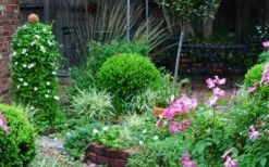 Baby Gem Boxwood - 6 Pack Of 1 Gallon Pots -Garden Plant Seeds Picture Boxwood Baby Gem Specimen 4