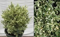Dwarf Variegated Boxwood - 2 Gallon Pot -Garden Plant Seeds Picture Boxwood Dwarf Variegated