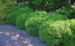 Franklins Gem Dwarf Boxwood - 3 Gallon Pot -Garden Plant Seeds Picture Boxwood Franklins Gem 2