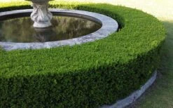 Franklins Gem Dwarf Boxwood - 3 Gallon Pot -Garden Plant Seeds Picture Boxwood Franklins Gem Hedge 3