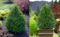 Green Mountain Boxwood - 5 Gallon Pot -Garden Plant Seeds Picture Boxwood Green Mountain 2 2