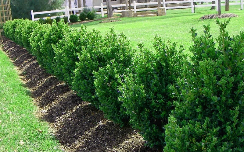 Green Mountain Boxwood - 1 Gallon Pot 7 Green Mountain Boxwood - 1 Gallon Pot - Image 5