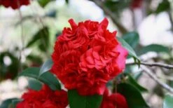 Professor Sargent Camellia Japonica - 7 Gallon Pot (3-4') 13 Professor Sargent Camellia Japonica - 7 Gallon Pot (3-4') -Garden Plant Seeds Picture Camellia Professor Sargent Closeup