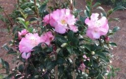 October Magic Orchid Camellia - 7 Gallon Pot -Garden Plant Seeds Picture CamelliaOrchidOctoberMajic 2