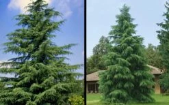 Deodar Cedar - 2 Gallon Pot -Garden Plant Seeds Picture Cedar Deodara 1