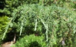 Deodar Cedar - 2 Gallon Pot -Garden Plant Seeds Picture Cedar Deodara 2