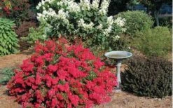 Cherry Dazzle Dwarf Crape Myrtle - 1 Gallon Pot -Garden Plant Seeds Picture Crape Myrtle Cherry Dazzle Dwarf 2