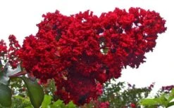 Dynamite Red Crape Myrtle - 6 Pack Of 1 Gallon Pots -Garden Plant Seeds Picture Crape Myrtle Dynamite 1 2
