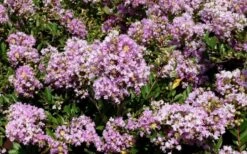 Early Bird Lavender Crape Myrtle - 3 Gallon Pot -Garden Plant Seeds Picture Crape Myrtle Early Bird Lavender
