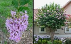 Muskogee Lavender Crape Myrtle - 6 Pack Of 1 Gallon Pots 10 Muskogee Lavender Crape Myrtle - 6 Pack Of 1 Gallon Pots -Garden Plant Seeds Picture Crape Myrtle Muskogee 1 3