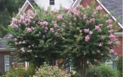 Muskogee Lavender Crape Myrtle - 5 Gallon Pot 11 Muskogee Lavender Crape Myrtle - 5 Gallon Pot -Garden Plant Seeds Picture Crape Myrtle Muskogee Lavender 2 2