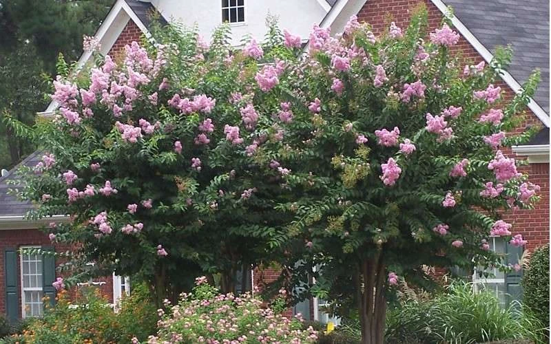 Muskogee Lavender Crape Myrtle - 6 Pack Of 1 Gallon Pots 7 Muskogee Lavender Crape Myrtle - 6 Pack Of 1 Gallon Pots - Image 5