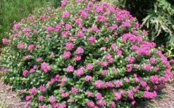 Pocomoke Dwarf Crape Myrtle - 3 Gallon Pot 11 Pocomoke Dwarf Crape Myrtle - 3 Gallon Pot -Garden Plant Seeds Picture Crape Myrtle Pocomoke 2 1