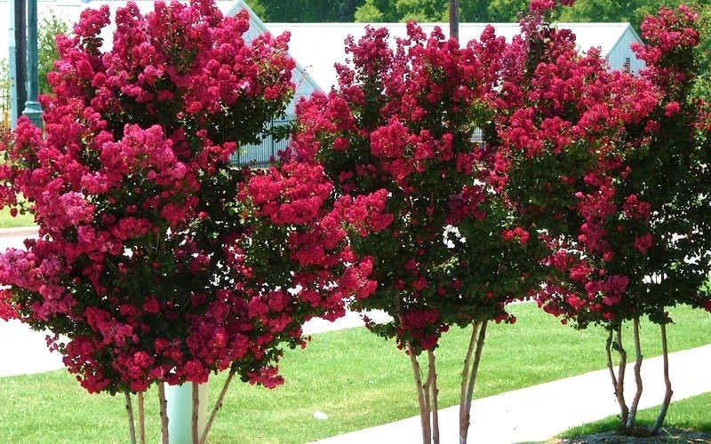 Tonto Red Crape Myrtle - 7 Gallon Pot (3-4') 8 Tonto Red Crape Myrtle - 7 Gallon Pot (3-4') - Image 6