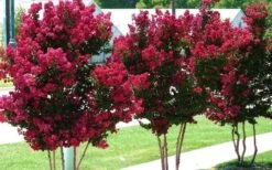 Tonto Red Crape Myrtle - 5 Gallon Pot -Garden Plant Seeds Picture Crape Myrtle Tonto 2