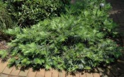 Creeping Japanese Plum Yew (Cephalotaxus Harringtonia 'Prostrata') - 1 Gallon Pot 15 Creeping Japanese Plum Yew (Cephalotaxus Harringtonia 'Prostrata') - 1 Gallon Pot -Garden Plant Seeds Picture Creeping Yew