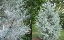 Silver Smoke Arizona Cypress - 6 Pack Of 1 Gallon Pots 13 Silver Smoke Arizona Cypress - 6 Pack Of 1 Gallon Pots -Garden Plant Seeds Picture Cypress Silver Smoke 2