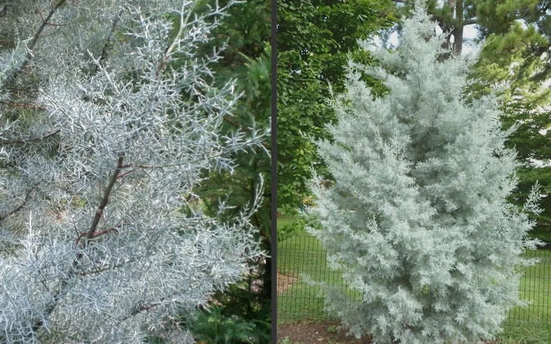 Silver Smoke Arizona Cypress - 6 Pack Of 1 Gallon Pots 8 Silver Smoke Arizona Cypress - 6 Pack Of 1 Gallon Pots - Image 6