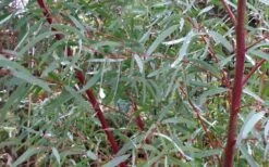 Angus Cold Hardy Eucalyptus Tree (Eucalyptus Nicholii) - 2 Gallon Pot -Garden Plant Seeds Picture Eucalyptus Tree Anugus Willow Leaf Peppermint 2