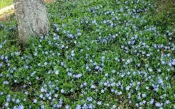 Evergreen Periwinkle - Vinca Minor - 18 Count Flat Of Pint Pots -Garden Plant Seeds Picture Evergreen Periwinkle Groundcover
