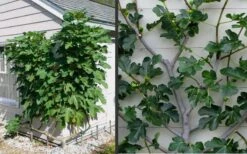 Brown Turkey Fig Tree - 1 Gallon Pot -Garden Plant Seeds Picture Fig Brown Turkey Espalier