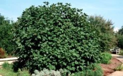 Brown Turkey Fig Tree - 1 Gallon Pot -Garden Plant Seeds Picture Fig Brown Turkey Shrub Large