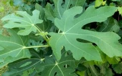 Brown Turkey Fig Tree - 1 Gallon Pot -Garden Plant Seeds Picture Fig Brown Turkey Tree Leaves