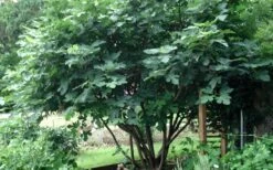 Brown Turkey Fig Tree - 1 Gallon Pot -Garden Plant Seeds Picture Fig Brown Turkey Tree Multi