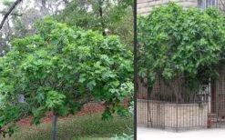 Brown Turkey Fig Tree - 1 Gallon Pot -Garden Plant Seeds Picture Fig Brown Turkey Trees