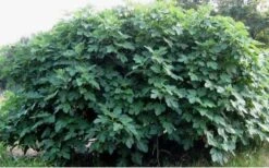 Celeste Fig Tree - 5 Gallon Pot -Garden Plant Seeds Picture Fig Tree Celeste