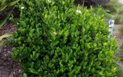 August Beauty Gardenia - 6 Pack Of 1 Gallon Pots -Garden Plant Seeds Picture Gardenia August Beauty 2