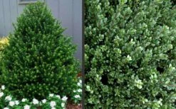 Pyramidal Compacta Japanese Holly - 3 Gallon Pot 10 Pyramidal Compacta Japanese Holly - 3 Gallon Pot -Garden Plant Seeds Picture Holly Compacta Pyramidal 1