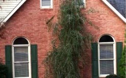 Weeping Yaupon Holly (Ilex Vomitoria 'Pendula') - 7 Gallon Pot (7-8') -Garden Plant Seeds Picture Holly Weeping Yaupon 1