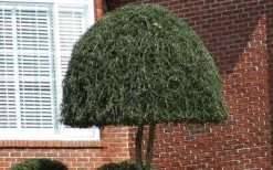 Weeping Yaupon Holly (Ilex Vomitoria 'Pendula') - 7 Gallon Pot (7-8') -Garden Plant Seeds Picture Holly Weeping Yaupon