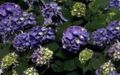 Bloomstruck Endless Summer Hydrangea - 1 Gallon Pot -Garden Plant Seeds Picture Hydrangea Bloomstruck 1