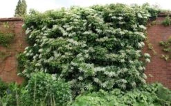 Climbing Hydrangea 'Petiolaris' - 1 Gallon Pot (2.5-3') -Garden Plant Seeds Picture Hydrangea Climbing Petiolaris 5