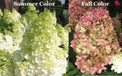 Limelight PeeGee Hydrangea - 1 Gallon Pot 17 Limelight PeeGee Hydrangea - 1 Gallon Pot -Garden Plant Seeds Picture Hydrangea Limelight 3