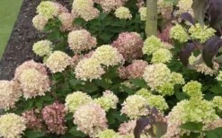 Little Lime Hydrangea - 6 Pack Of 1 Gallon Pots 14 Little Lime Hydrangea - 6 Pack Of 1 Gallon Pots -Garden Plant Seeds Picture Hydrangea Little Lime 2