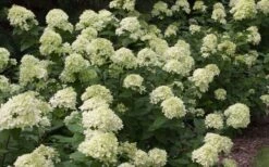 Little Lime Hydrangea - 6 Pack Of 1 Gallon Pots 13 Little Lime Hydrangea - 6 Pack Of 1 Gallon Pots -Garden Plant Seeds Picture Hydrangea Little Lime 3