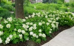 Pee Wee Dwarf Oakleaf Hydrangea - 3 Gallon Pot 13 Pee Wee Dwarf Oakleaf Hydrangea - 3 Gallon Pot -Garden Plant Seeds Picture Hydrangea Oakleaf Pee Wee Border 2