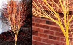 Bihou Yellow Bark Japanese Maple - 3 Gallon Pot 12 Bihou Yellow Bark Japanese Maple - 3 Gallon Pot -Garden Plant Seeds Picture Japanese Maple Bihou 1