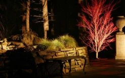 Sango Kaku Coral Bark Japanese Maple - 1 Gallon Pot -Garden Plant Seeds Picture Japanese Maple Coral Bark Lighted At Night