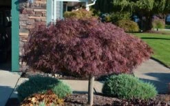 Crimson Queen Dwarf Japanese Maple - 5 Gallon Pot -Garden Plant Seeds Picture Japanese Maple Crimson Queen 1 1